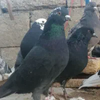 کبوترقروشی|حیوانات|مهاباد (آذربایجان غربی), |دیوار