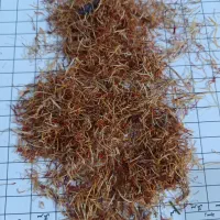 ریشه زعفران امسالی باقرمزی بالا