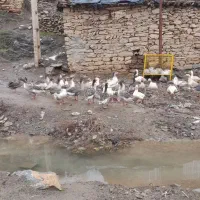 غاز محلی|حیوانات مزرعه|مریوان, |دیوار