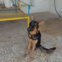 توله ژرمن ماده