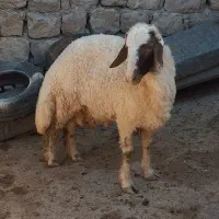 یک راس قوچ سنجابی سه شیره