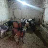 میش بر بز کره چپش|حیوانات مزرعه|یزد, |دیوار