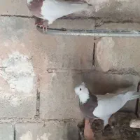 چند عدد کبوتر طوقی خوب برای فروش|پرنده|موگوئی, |دیوار