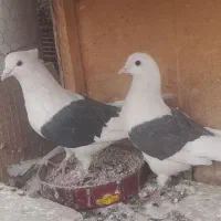 کبوتر