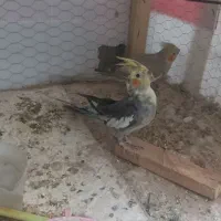 عروس هلندی. نر. ماده.