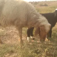 گوسفند