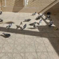 کبوتر اصفهانی