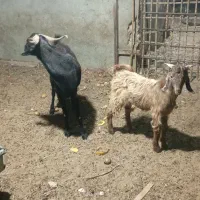 بز کهره دار