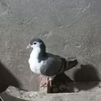 کبوتر جوجه رنگی تازه دونخورشده۳جف شیرازی|پرنده|شوشتر, |دیوار