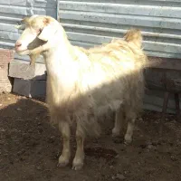 بزدورگ سانن دوقلوزاشیرا