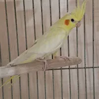 عروس هلندی ماده زعفرانی آماده جفت|پرنده|تهران, جمال‌زاده|دیوار