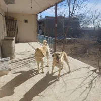 گمشده|حیوانات|نهاوند, |دیوار