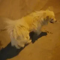 واگذاری سگ|سگ|یزد, |دیوار