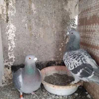 ۱۱ جفت آلمانی وحش اتم|پرنده|بیرجند, |دیوار