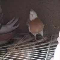 دوتاماده درهشهر