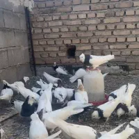 گبوتر طوقی