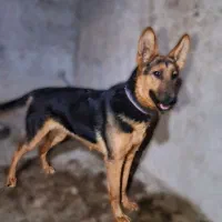 سگ ژرمن 10 ماهه ماده شناسنامه دار|سگ|بم, |دیوار