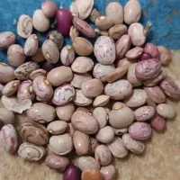 لوبیا چیتی خمین