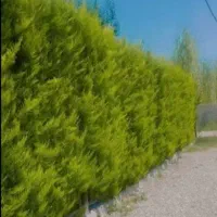 پیمانکا ی وطراحی فضای سبز