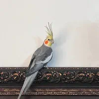 عروس هلندی ،نر ،بسیار سالم|پرنده|کرج, فاز ۱ مهرشهر|دیوار