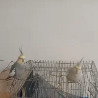 عروس هلندی نر و ماده