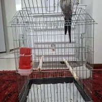 عروس هلندی نر|پرنده|اراک, |دیوار