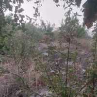 فروش یک قطعه باغ لیمو