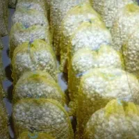 بذر پیاز غده مینروا دست گیری