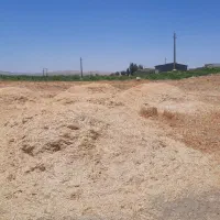 کاه دیم