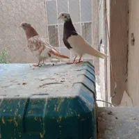 یک جفت نر و ماده طوقی مولد به همراه دو تا جدجه