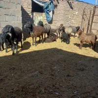 میش بره دار