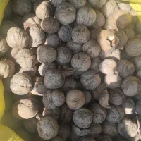 گردومحلی بافت|خوردنی و آشامیدنی|زرند, |دیوار