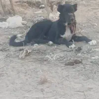 سگ سرابی اصیل