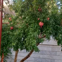 فروش خانه ویلایی ۳۰۰ متری ۵ خوابه در عباس آباد|فروش خانه و ویلا|محمدشهر, عباس آباد|دیوار