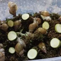 حلزون آلبینو|خزنده|بندرعباس, |دیوار