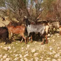 بز نجدی کهره دار