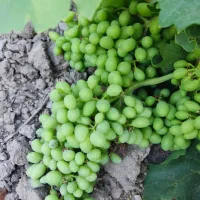 غوره فخری درشت وابدار