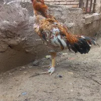 خروس لاری پرمرغی
