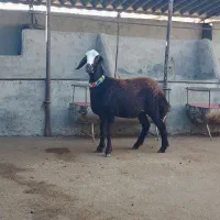 سلام 3عدد گوسفند توقلی ماده