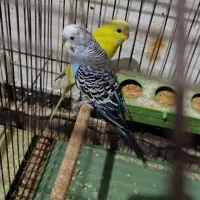 مرغ عشق مولد