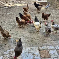 مرغ و خروس محلی|حیوانات مزرعه|مهدی شهر, |دیوار