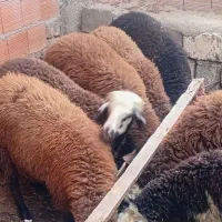 بره پرواری چاق چاق ۹تانر