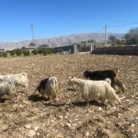 ۲۰ راس بز آبستن|حیوانات مزرعه|کازرون, |دیوار