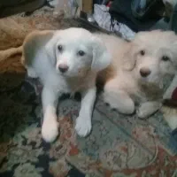 واگذاری توله سگ