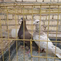 دوجفت سروردورگ.|پرنده|مبارکه, |دیوار