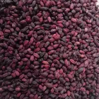 زغال اخته خشک الموت ارگانیک