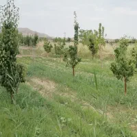 باغ-هزارمتری-ابقد