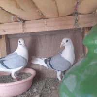 پلاکی اصلی|پرنده|ساوه, |دیوار