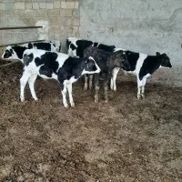 گاو گوساله|حیوانات مزرعه|مرودشت, رامجرد یک|دیوار