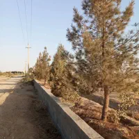 ۶۰۰۰ متر زمین نصف پسته کاری شده ،نصف خالی|فروش زمین و ملک کلنگی|جوادآباد, |دیوار